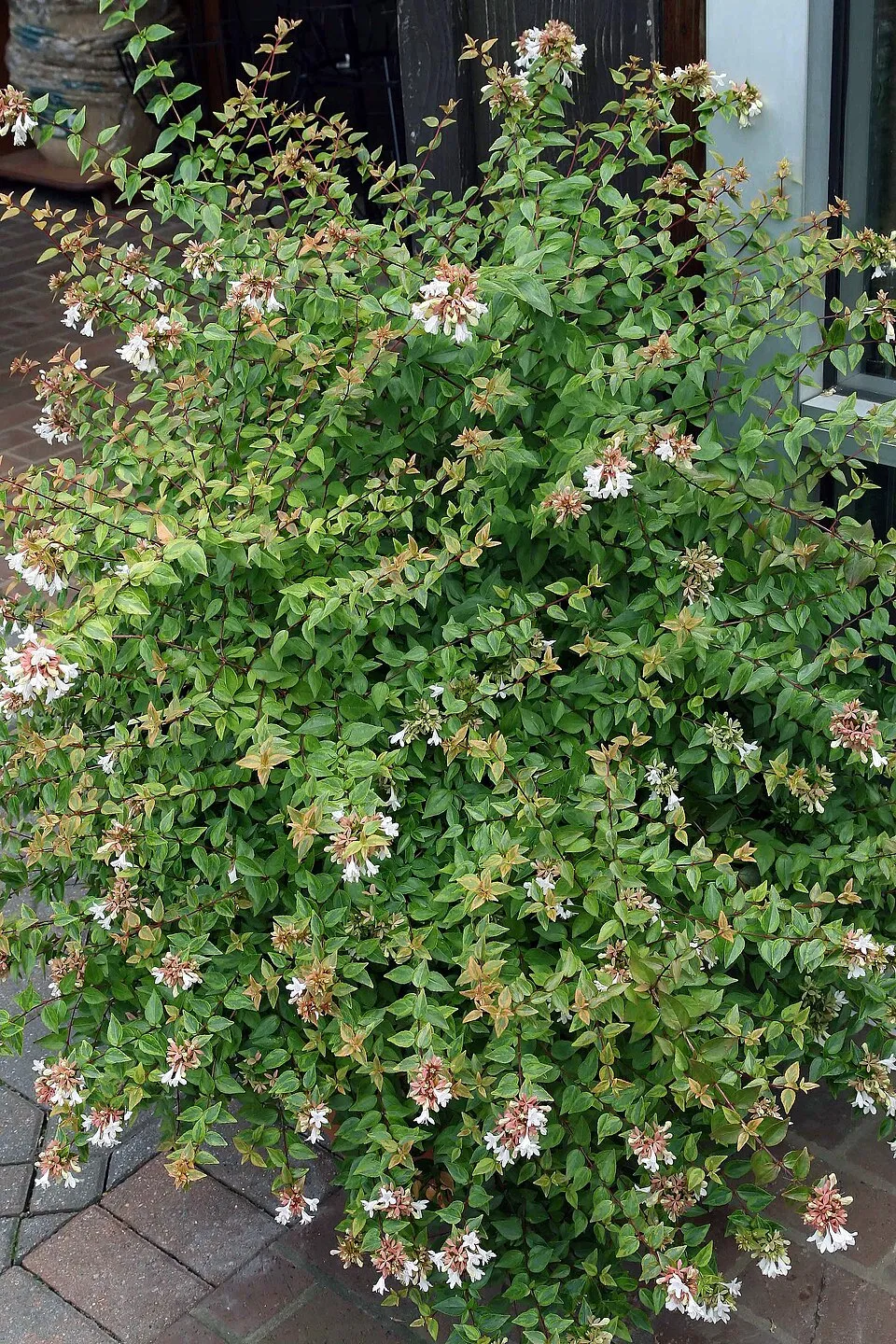 Nagyvirágú tárnicslonc / Abelia x grandiflora