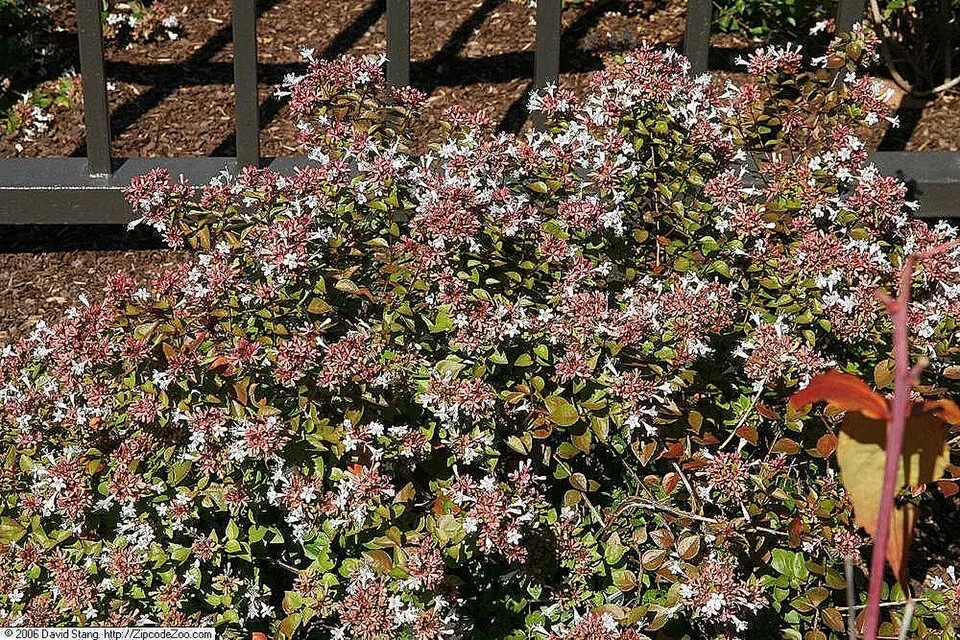 Nagyvirágú tárnicslonc / Abelia x grandiflora