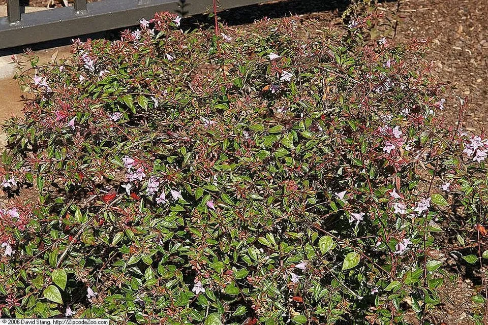 Nagyvirágú tárnicslonc / Abelia x grandiflora