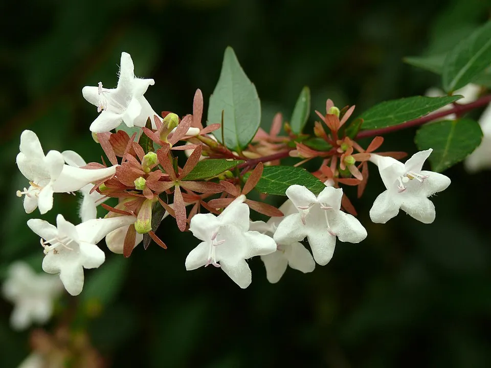 Nagyvirágú tárnicslonc / Abelia x grandiflora