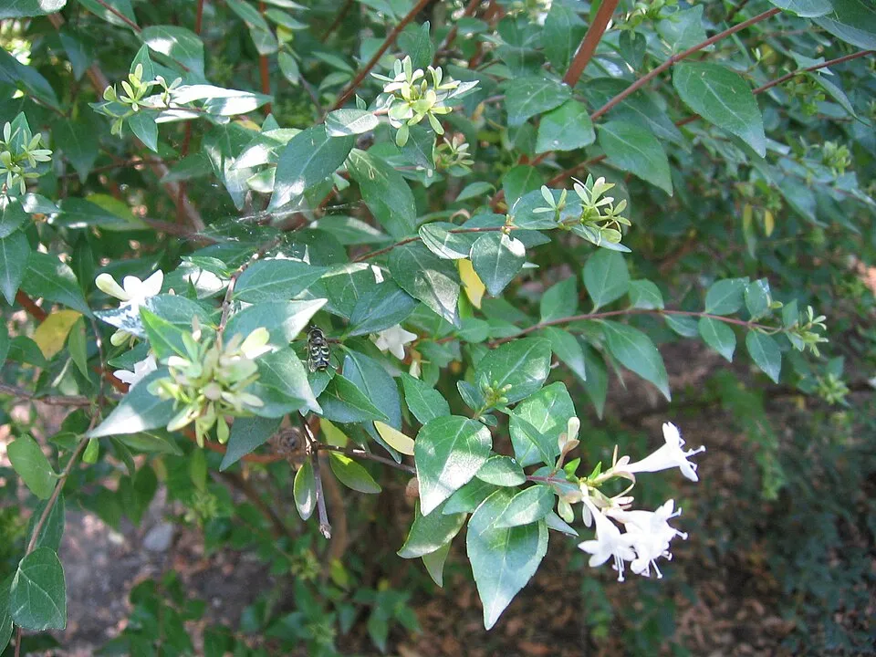 Nagyvirágú tárnicslonc / Abelia x grandiflora