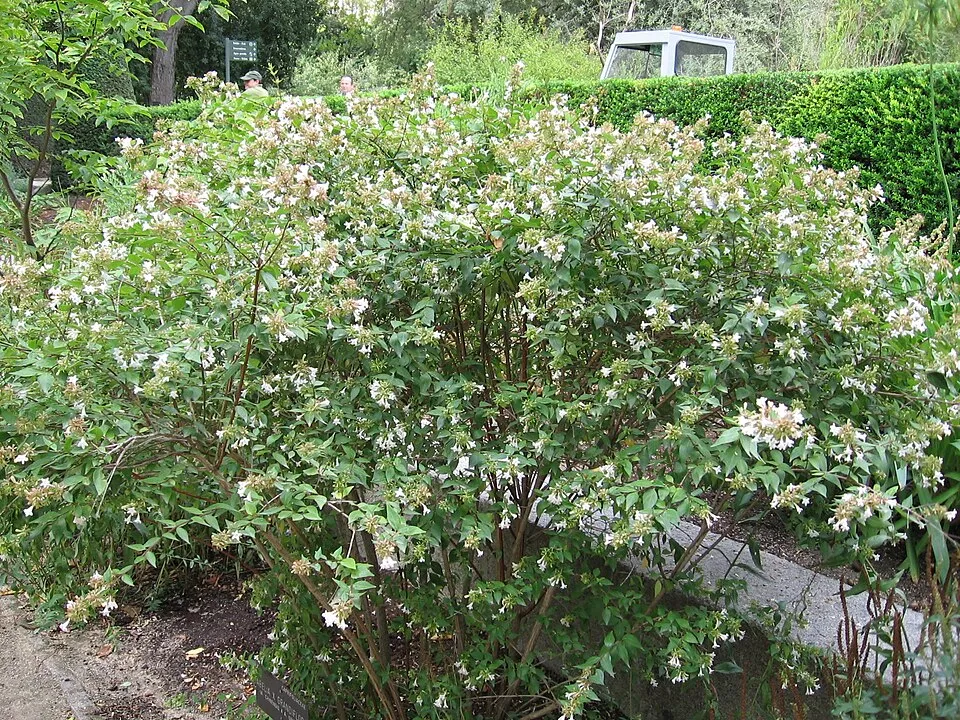 Nagyvirágú tárnicslonc / Abelia x grandiflora
