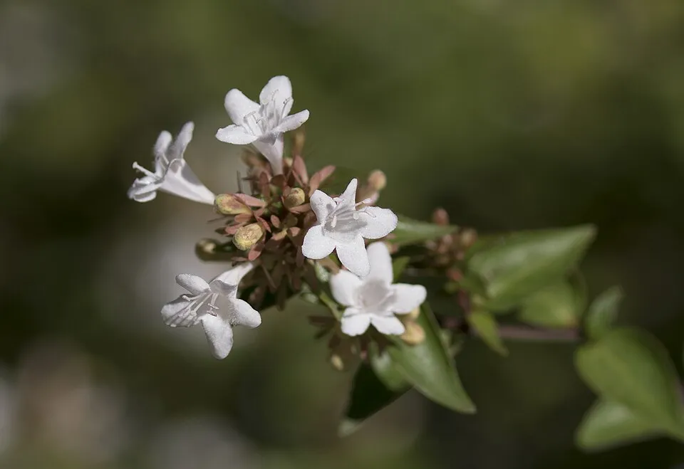 Nagyvirágú tárnicslonc / Abelia x grandiflora