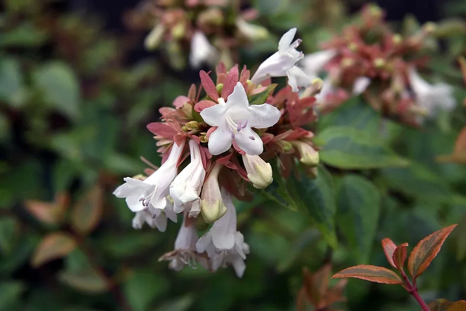 Nagyvirágú tárnicslonc / Abelia x grandiflora