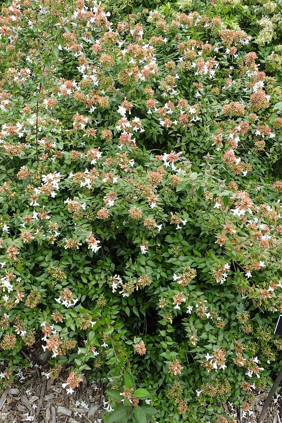 Tárnicslonc / Abelia x grandiflora 'Sherwood'