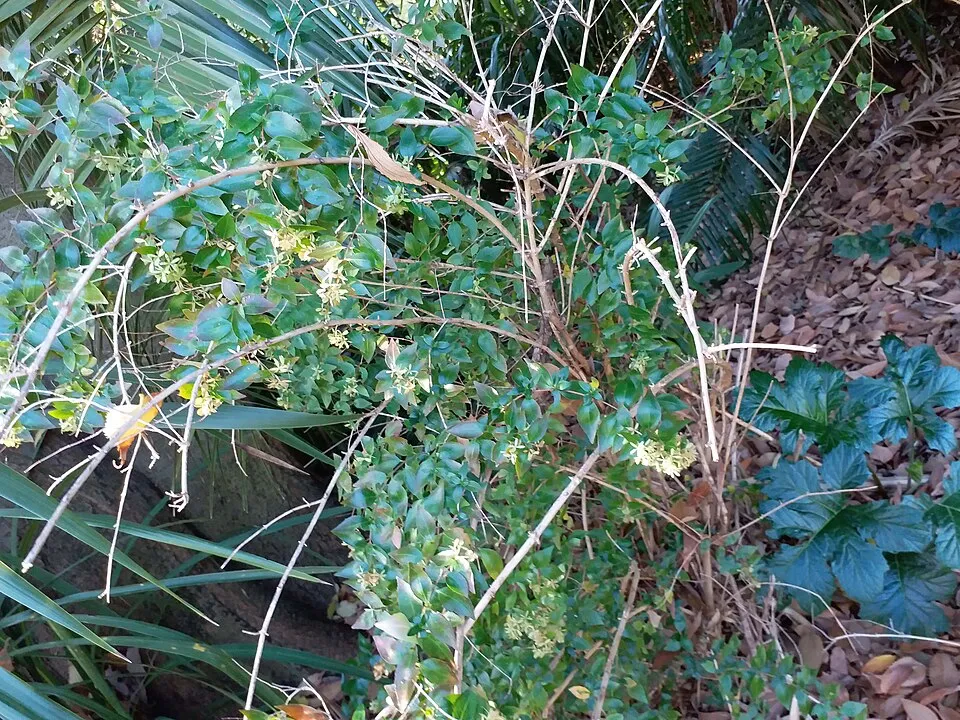 Tárnicslonc / Abelia x grandiflora 'Sherwood'