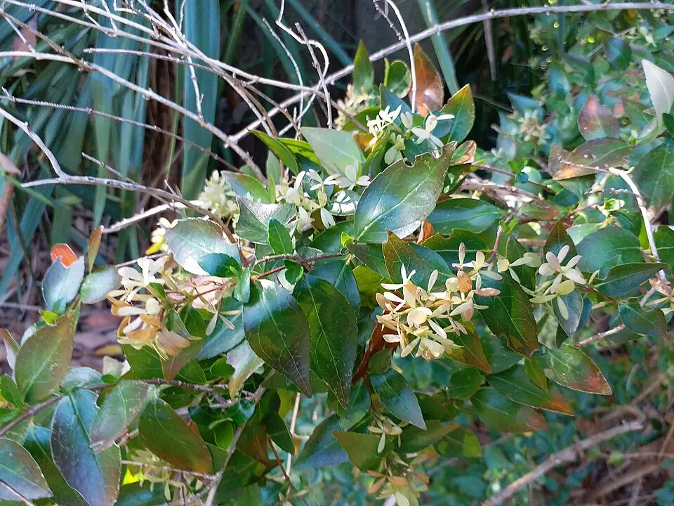 Tárnicslonc / Abelia x grandiflora 'Sherwood'
