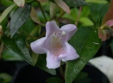Tárnicslonc / Abelia x grandiflora 'Sherwood'