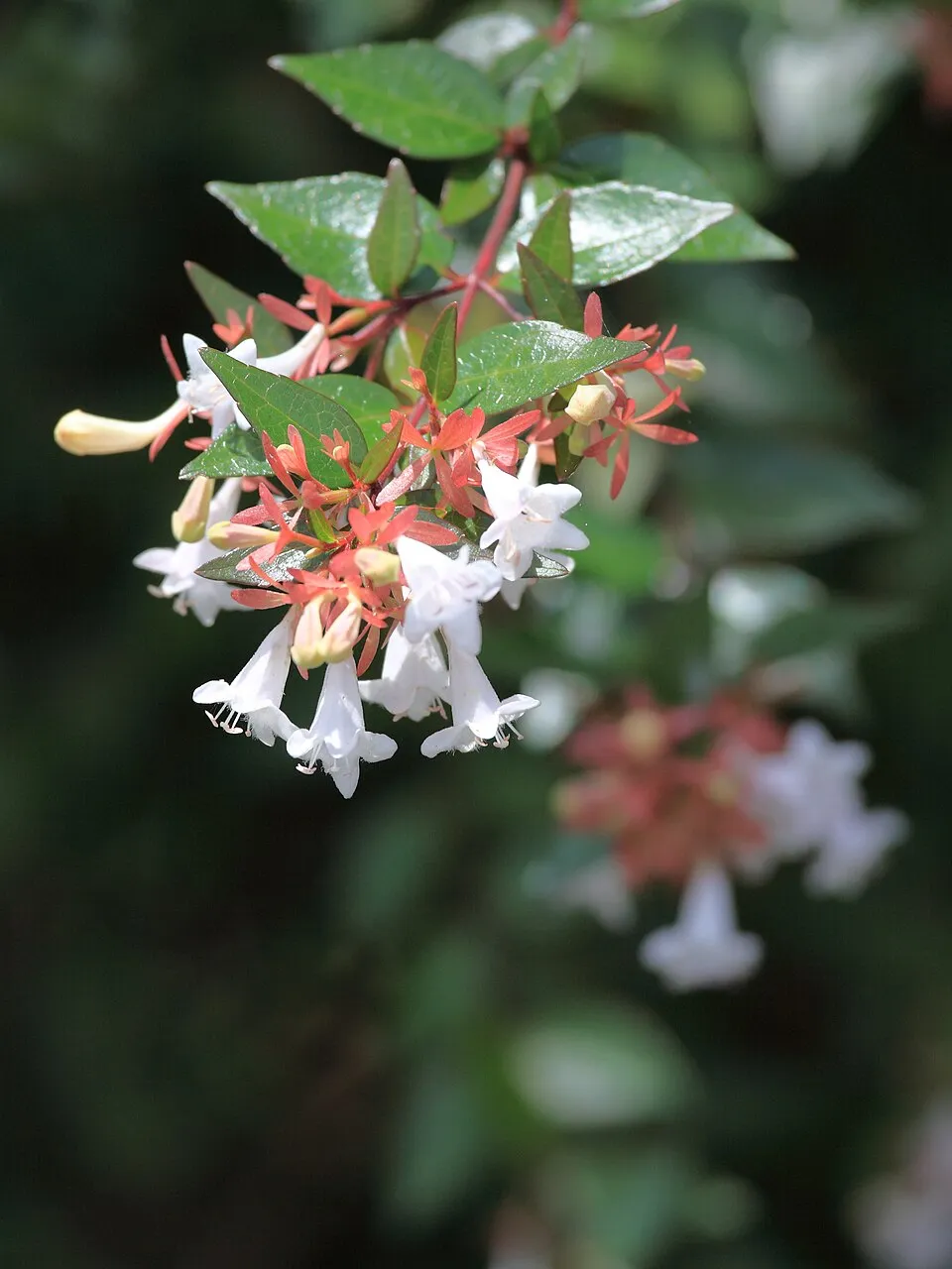Tárnicslonc / Abelia x grandiflora 'Sherwood'