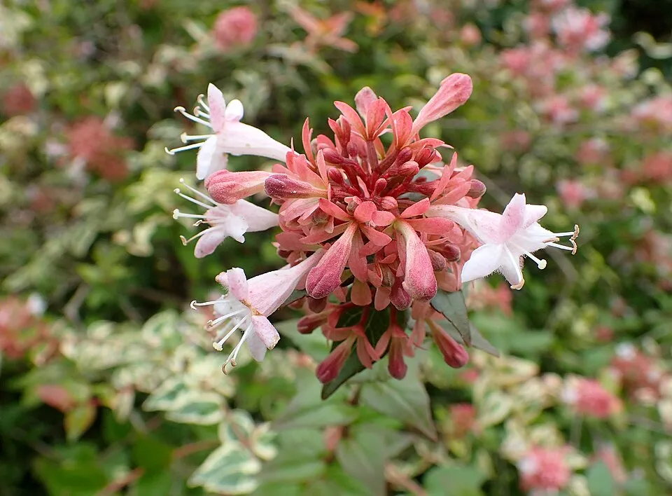 Tárnicslonc / Abelia x grandiflora 'Sherwood'