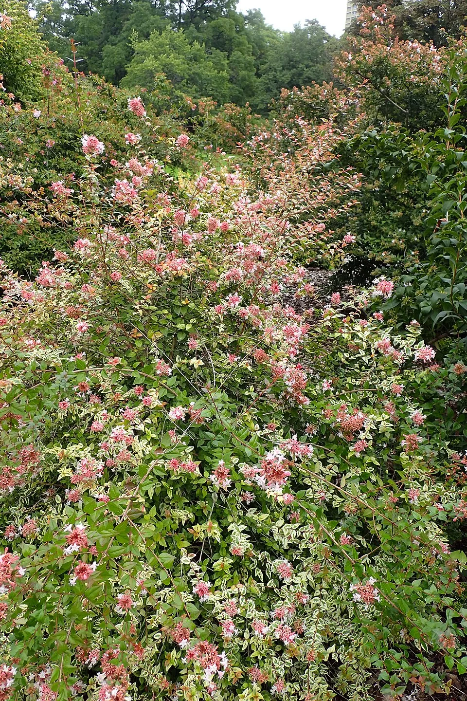 Tárnicslonc / Abelia x grandiflora 'Sherwood'