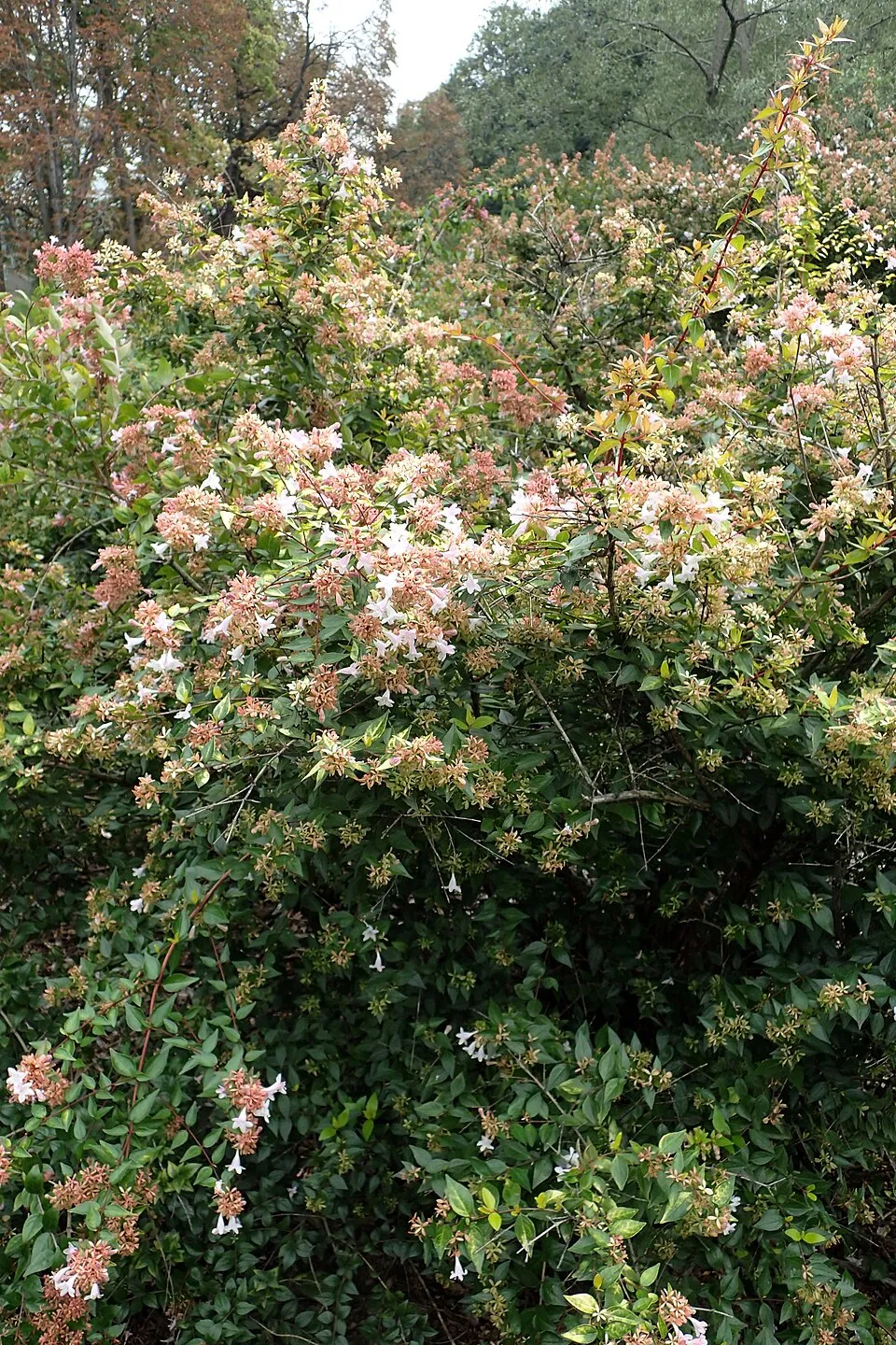 Tárnicslonc / Abelia x grandiflora 'Sherwood'