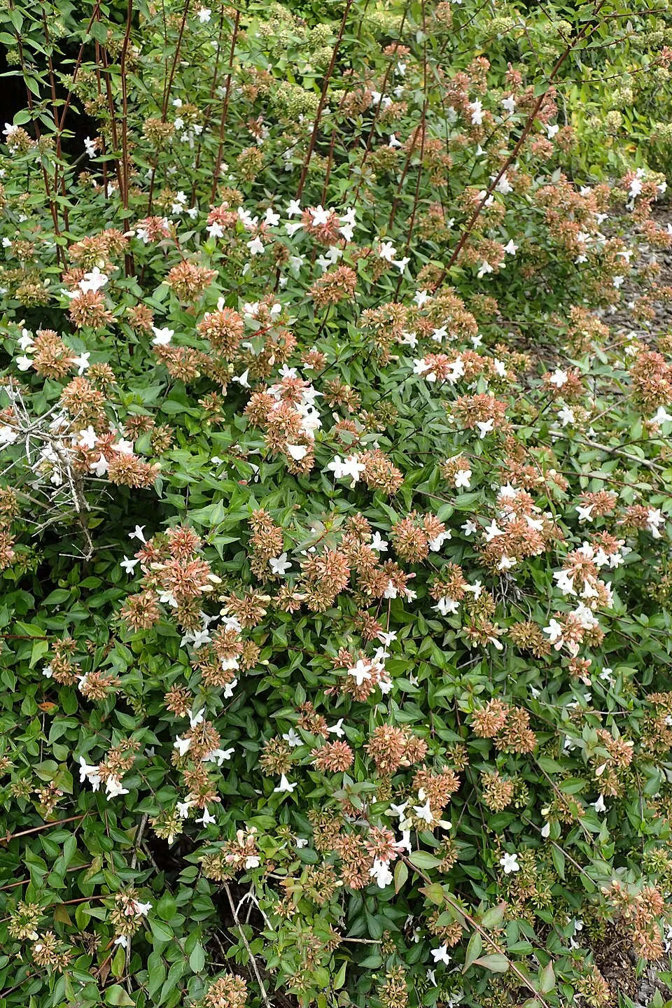Tárnicslonc / Abelia x grandiflora 'Sherwood'
