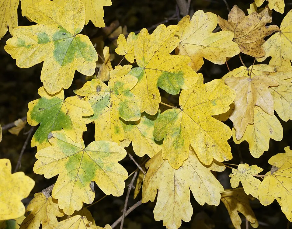 Mezei juhar / Acer campestre