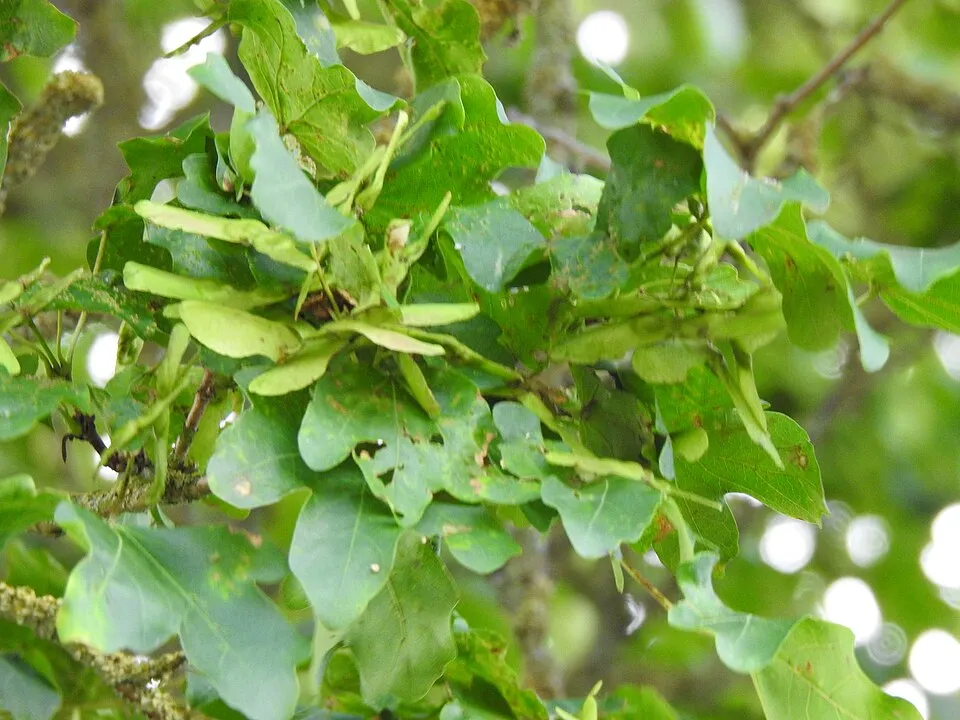Mezei juhar / Acer campestre