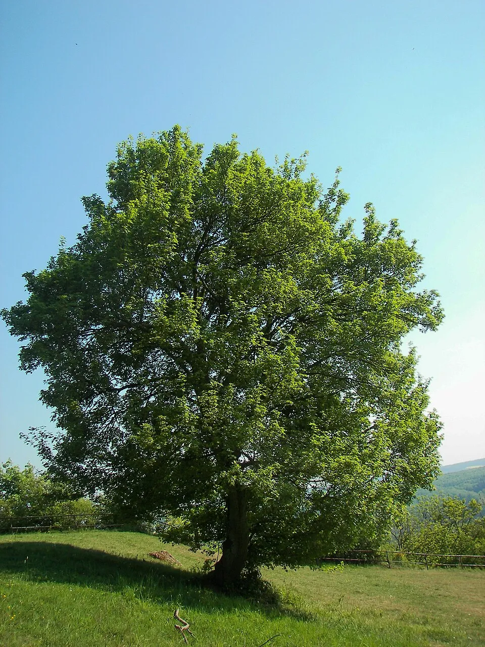 Mezei juhar / Acer campestre