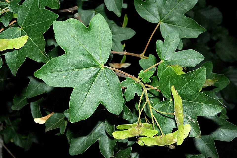 Mezei juhar / Acer campestre