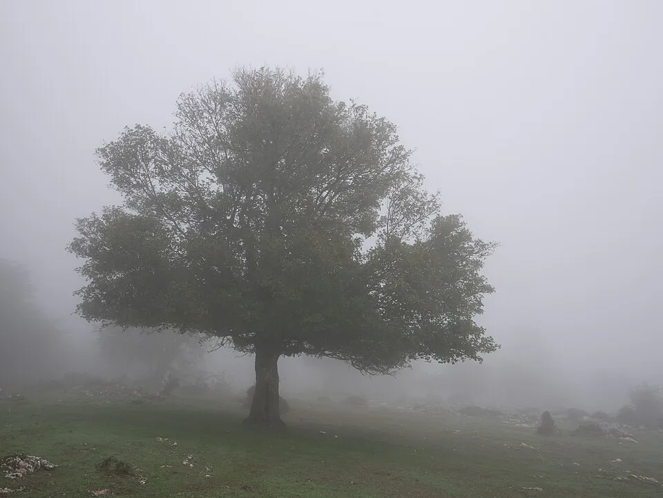 Mezei juhar / Acer campestre