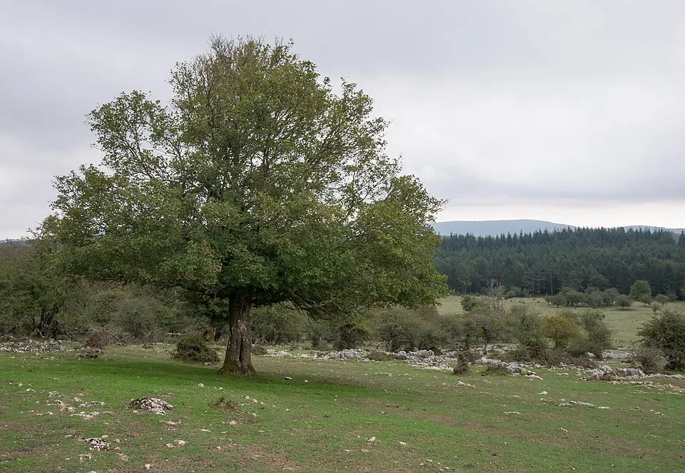 Mezei juhar / Acer campestre