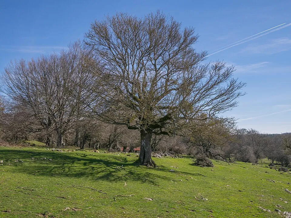 Mezei juhar / Acer campestre