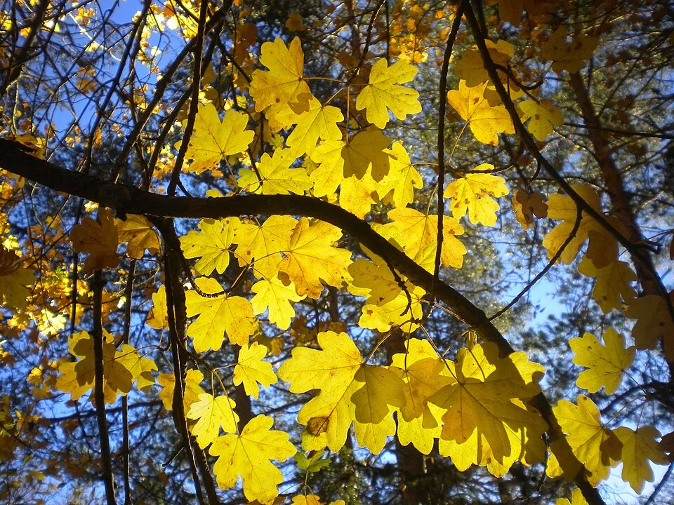Mezei juhar / Acer campestre