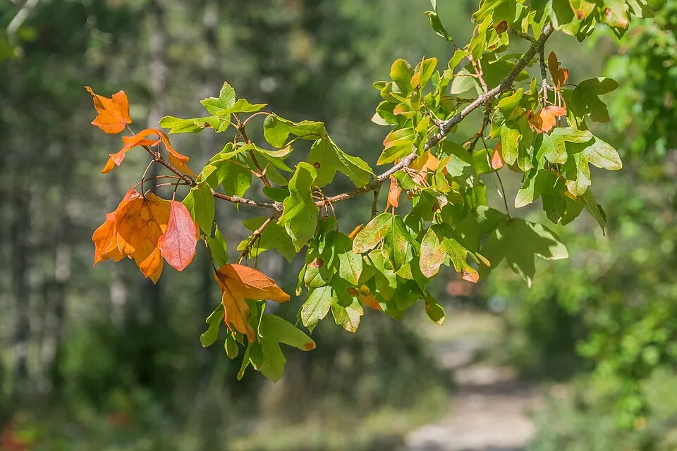 Mezei juhar / Acer campestre