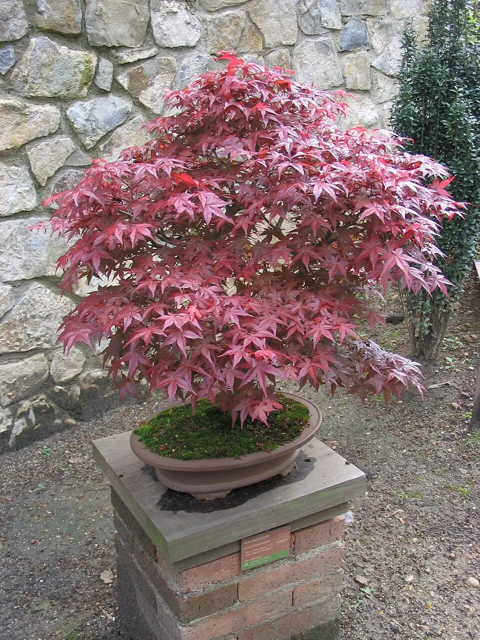 Bordó levelű japán juhar / Acer palmatum 'Atropurpureum'
