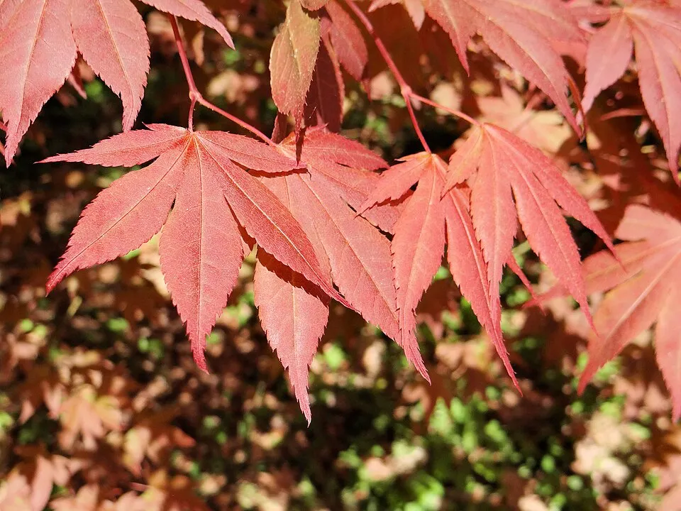 Bordó levelű japán juhar / Acer palmatum 'Atropurpureum'