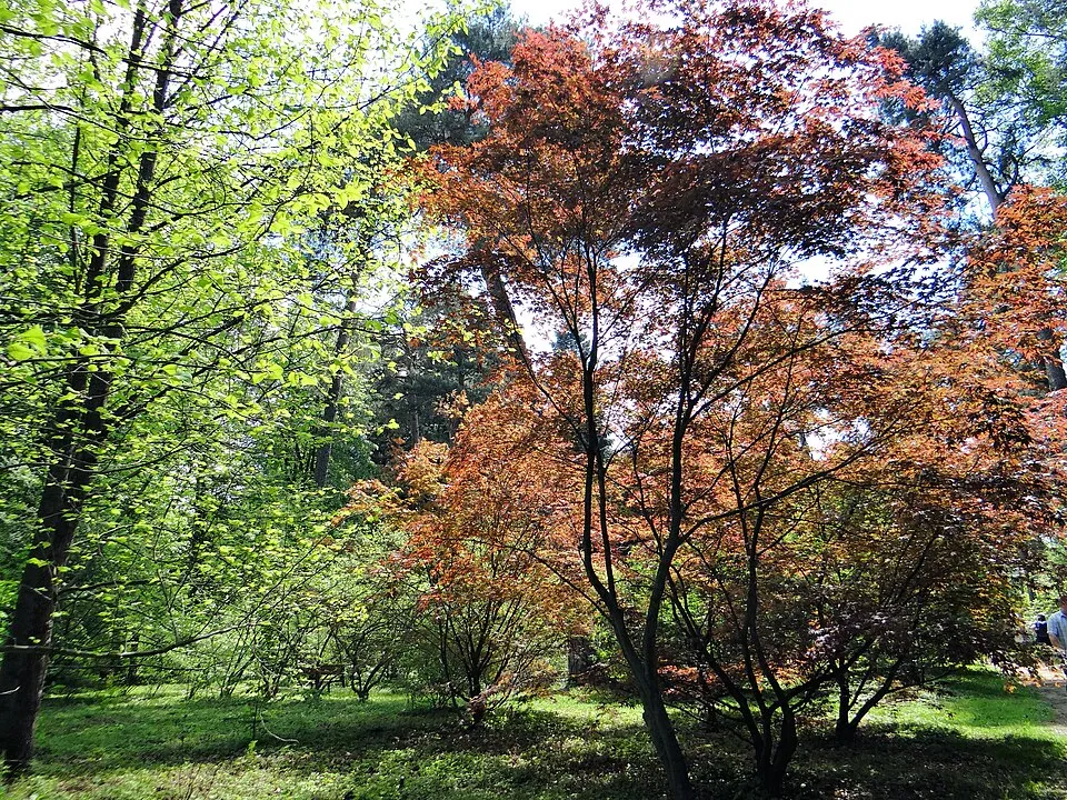 Bordó levelű japán juhar / Acer palmatum 'Atropurpureum'