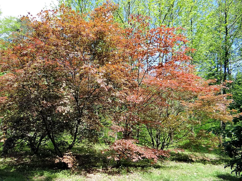 Bordó levelű japán juhar / Acer palmatum 'Atropurpureum'