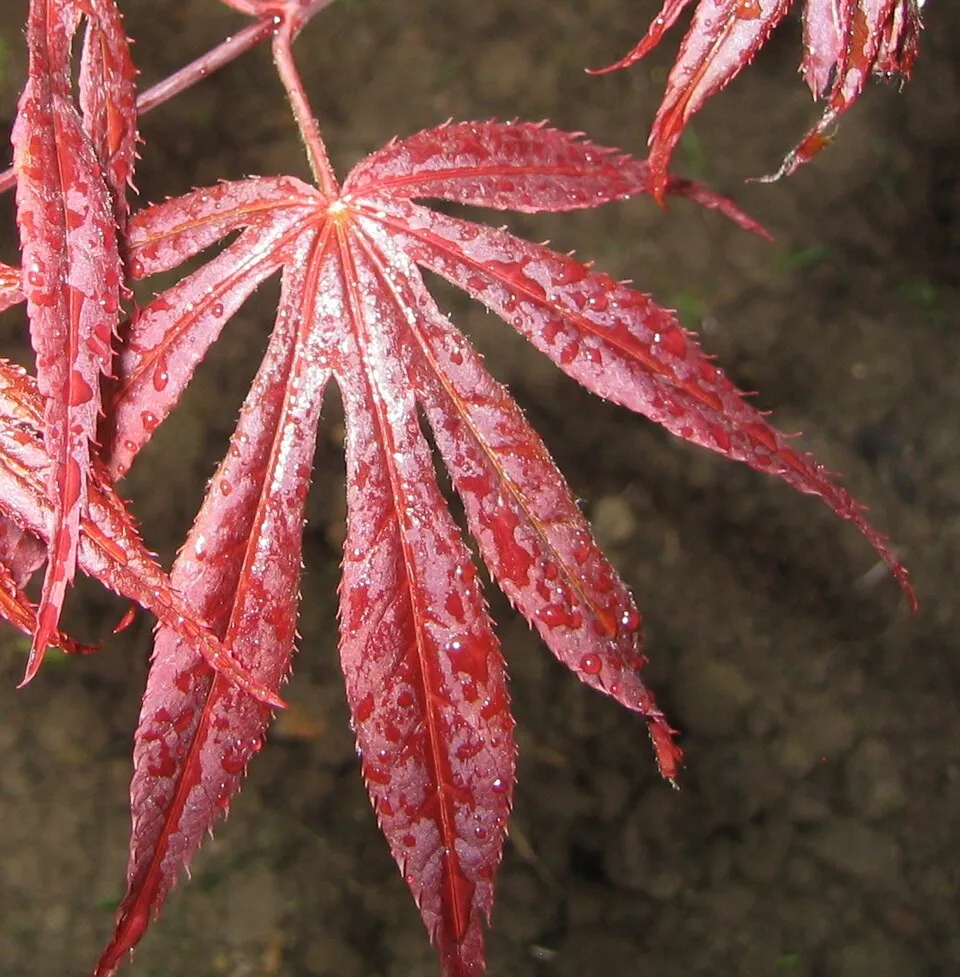 Bordó levelű japán juhar / Acer palmatum 'Atropurpureum'