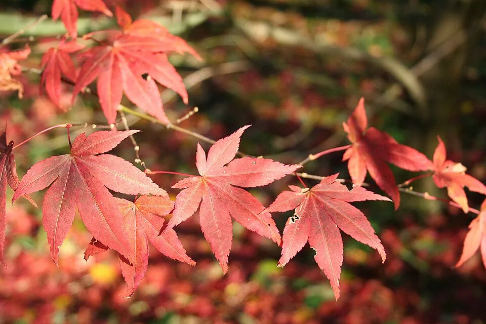 Bordó levelű japán juhar / Acer palmatum 'Atropurpureum'