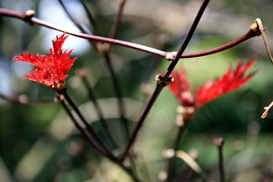 Bordó levelű japán juhar / Acer palmatum 'Atropurpureum'