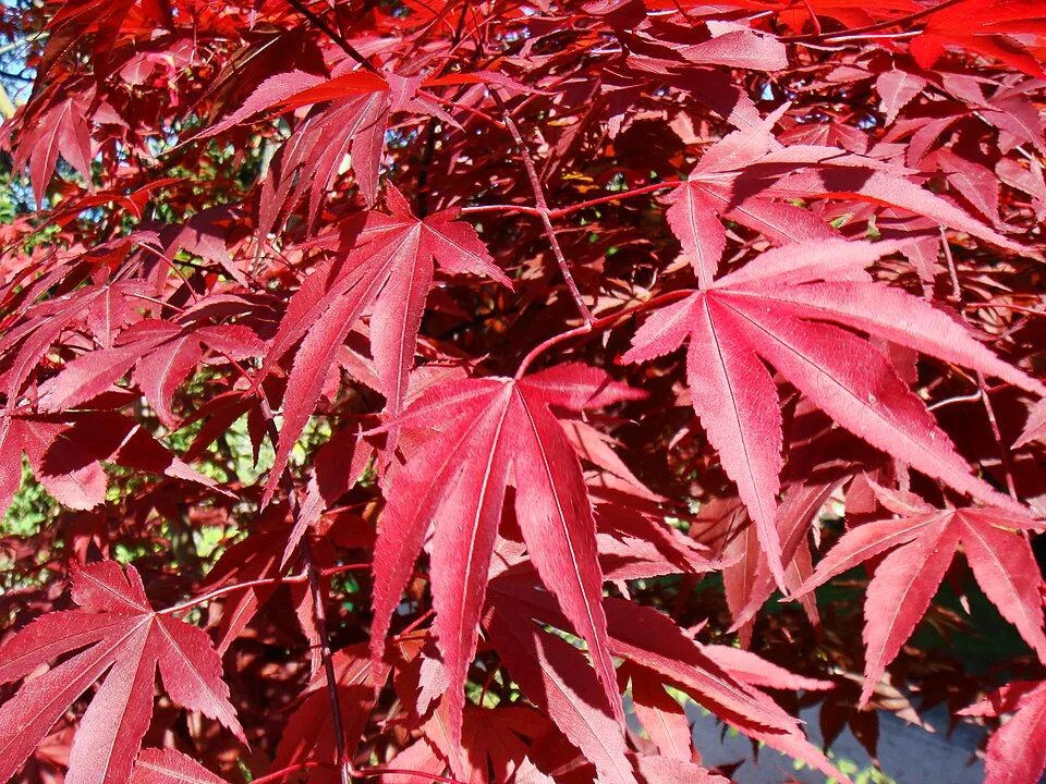 Bordó levelű japán juhar / Acer palmatum 'Atropurpureum'