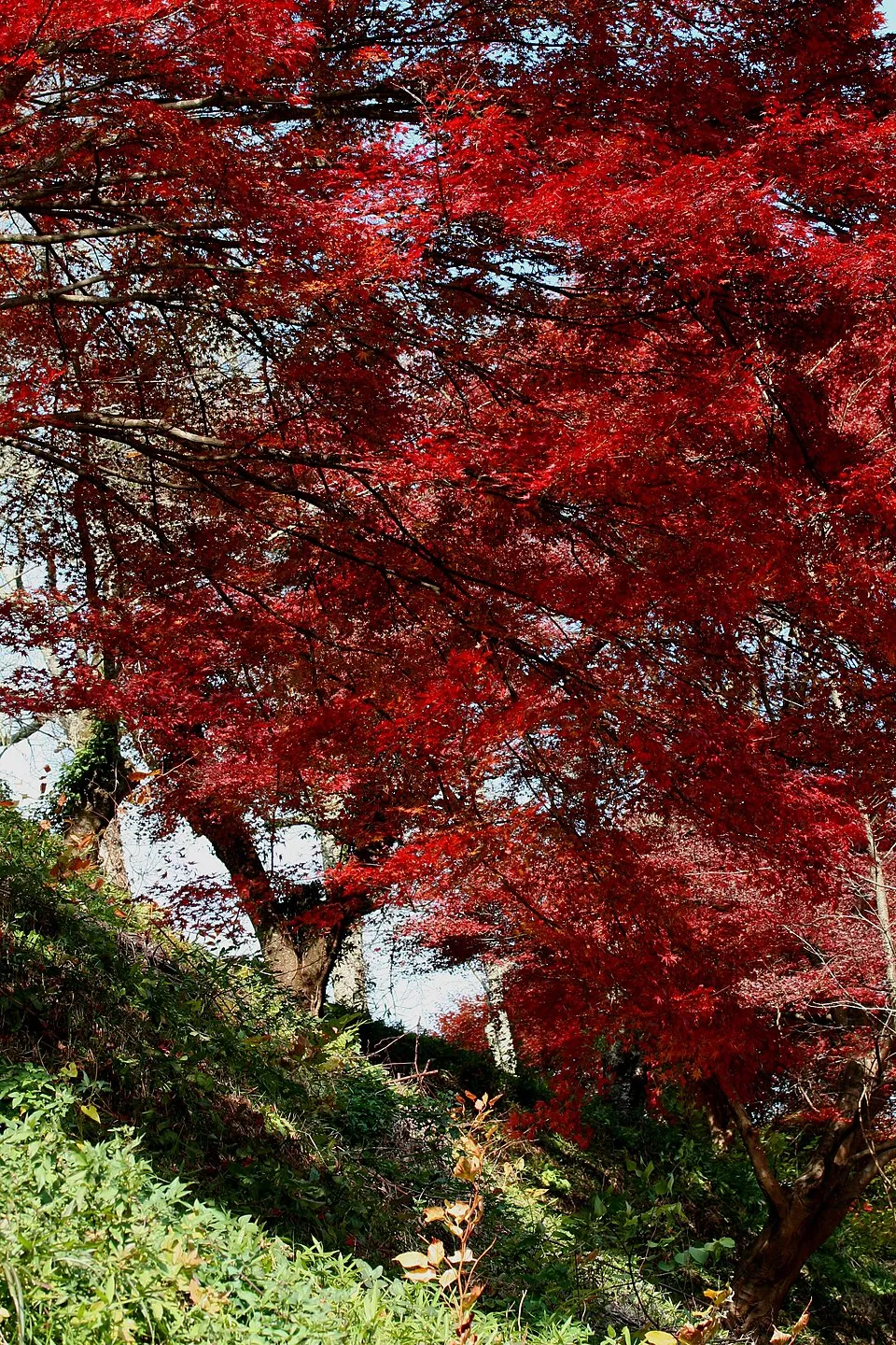 Bordó levelű japán juhar / Acer palmatum 'Atropurpureum'