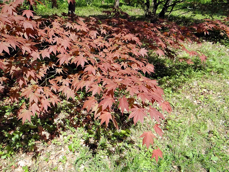 Bordó levelű japán juhar / Acer palmatum 'Atropurpureum'