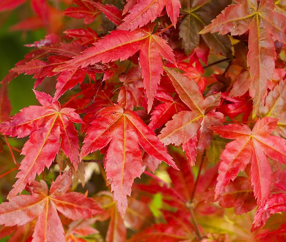 Bíbor-narancs levelű japán juhar / Acer palmatum 'Deshojo'