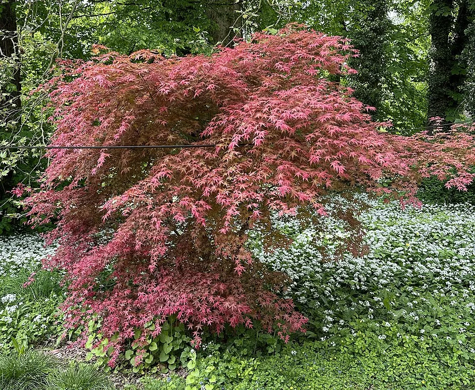 Bíbor-narancs levelű japán juhar / Acer palmatum 'Deshojo'