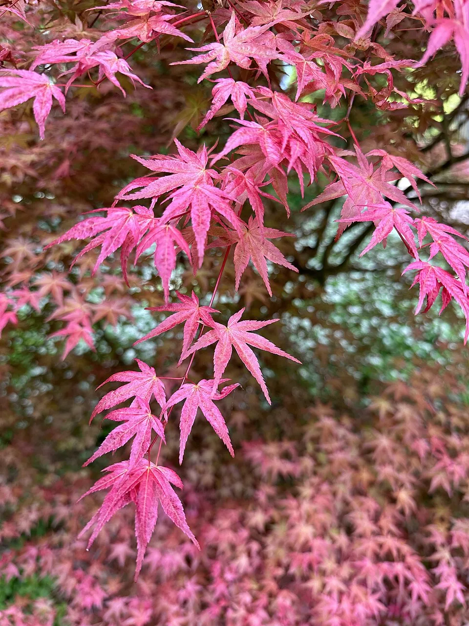 Bíbor-narancs levelű japán juhar / Acer palmatum 'Deshojo'