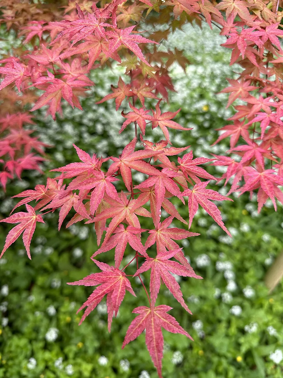 Bíbor-narancs levelű japán juhar / Acer palmatum 'Deshojo'