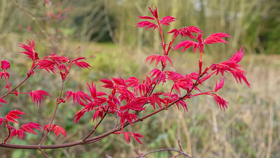 Bíbor-narancs levelű japán juhar / Acer palmatum 'Deshojo'
