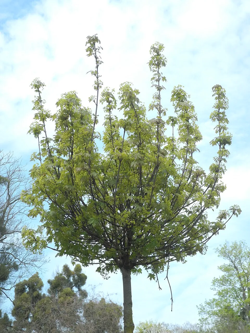 Gömb juhar / Acer platanoides 'Globosum'