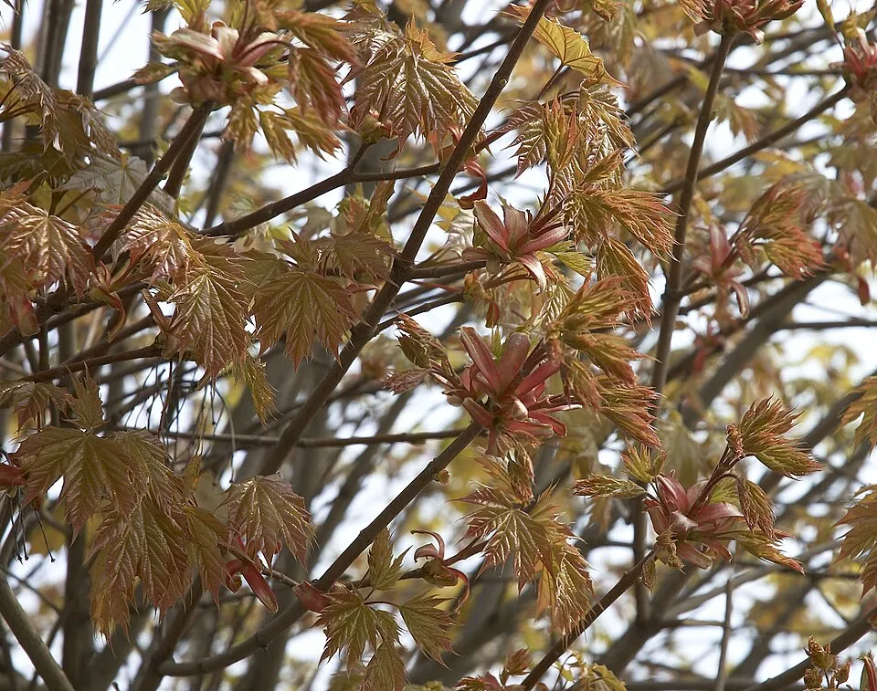 Gömb juhar / Acer platanoides 'Globosum'