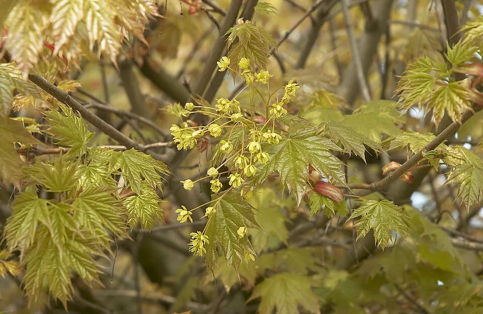 Gömb juhar / Acer platanoides 'Globosum'