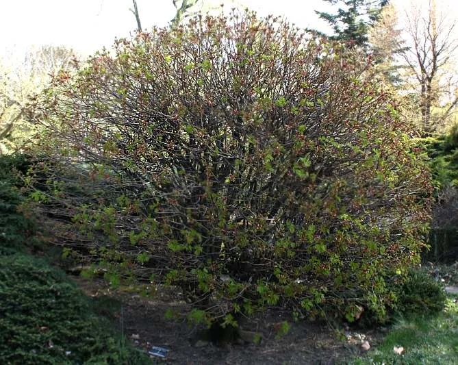 Gömb juhar / Acer platanoides 'Globosum'