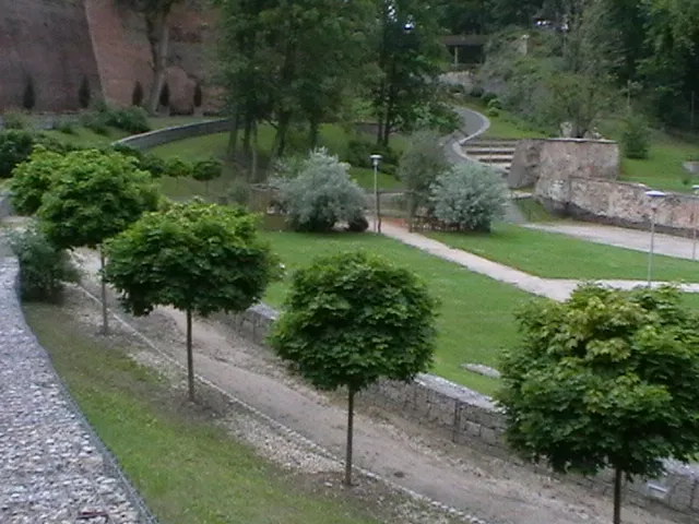 Gömb juhar / Acer platanoides 'Globosum'