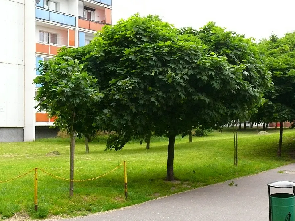 Gömbjuhar / Acer platanoides 'Globosum'