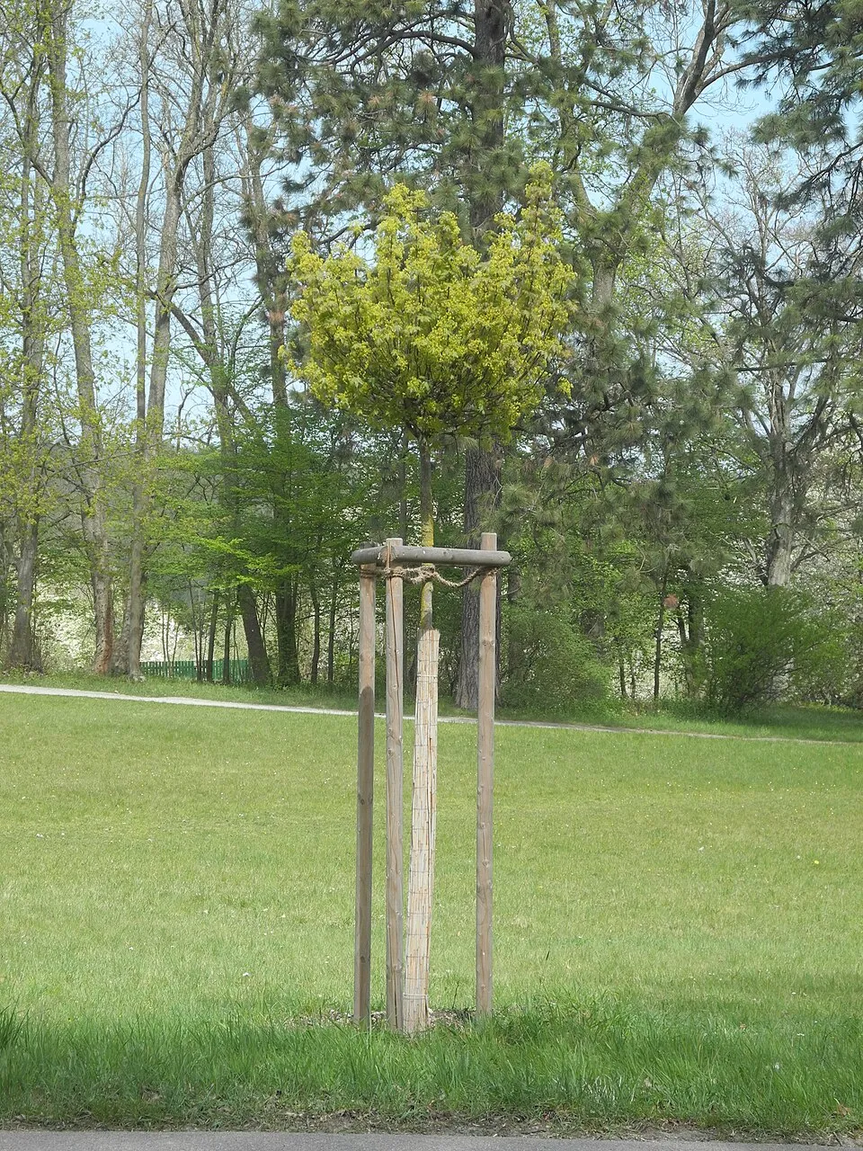 Gömbjuhar / Acer platanoides 'Globosum'