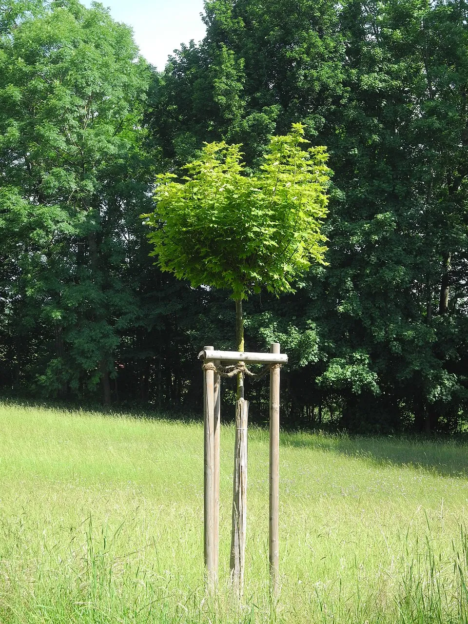 Gömbjuhar / Acer platanoides 'Globosum'