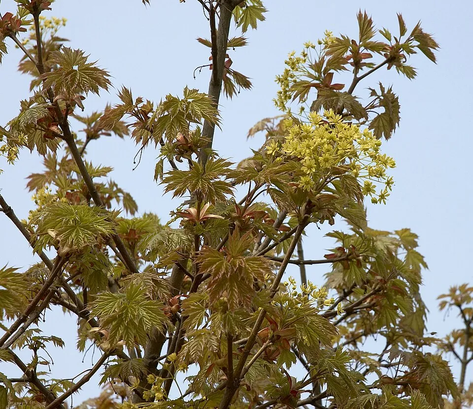 Gömbjuhar / Acer platanoides 'Globosum'